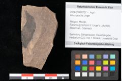 Foto (Objekt + Etikett) von Alnus gracilis Unger (NHMW-GEO-2024-0188-0737)